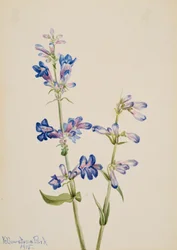 Blauer Bartfaden, 1915