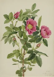 Bourgeau-Rose (Rosa bourgeauiana)