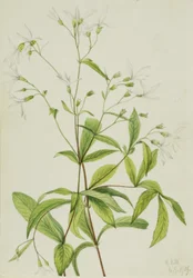 Bowmanswurzel (Porteranthus trifoliatus)