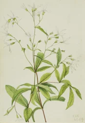 Bowmansroot Porteranthus trifoliatus, 1919