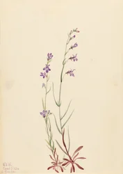 Bach-Lobelie (Lobelia kalmii)