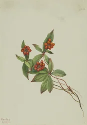 Knäuelbeere (Cornus canadensis)