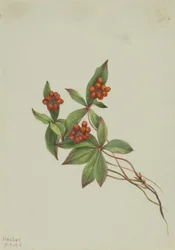 Kanadisches Hartriegel (Cornus canadensis)