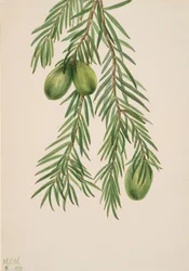 Kalifornische Muskatnuss Tumion californicum, 1929