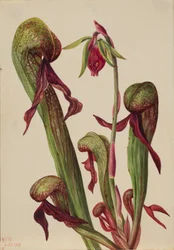 Kalifornischer Kannenpflanze (Chrysamphora californica)