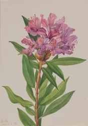 Kalifornische Rhododendron californicum, 1933