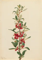 Kanadische Büffelbeere Lepargyrea canadensis, 1916