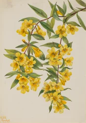 Karolina-Jasmin (Gelsemium sempervirens)