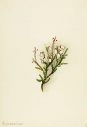 Cassiope Cassiope mertensiana, ca. 1900-1905
