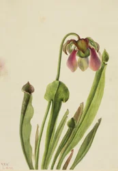 Catesby-Schlauchpflanze (Sarracenia catesaei)