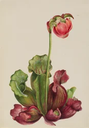 Gewöhnliche Kannenpflanze Sarracenia purpurea venosa, 1931