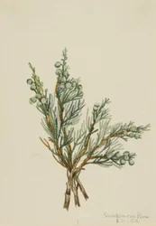 Kriechender Wacholder Juniperus horizontalis, 1918