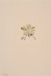 Crepis Elegans, 1904