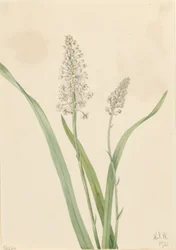 Krähenvergiftung (Chrosperma muscaetoxicum)