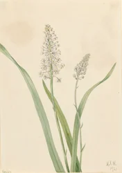 Krähenlauch Chrosperma muscaetoxicum, 1921