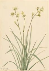 Deathcamas Zygadenus elegans, 1917