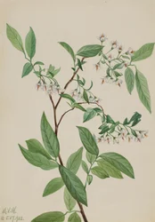 Heidelbeere Polycodium stamineum, 1922