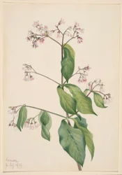 Seidenpflanze (Apocyum androsaemfolium)