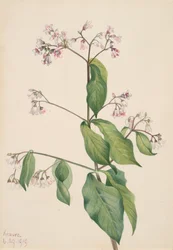 Hundsgiftgewächs Apocyum androsaemfolium, 1919