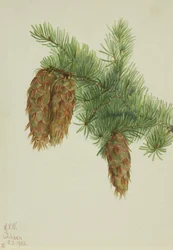 Douglasie (Pseudotsuga mucronata)