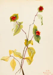 Douglas Geißblatt (Lonicera glaucescens)