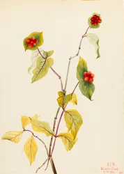 Douglas Geißblatt Lonicera glaucescens, 1922