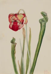 Drummond-Schlauchpflanze Sarracenia drummondii, 1921