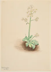 Frühe Steinbrech (Saxifraga virginiensis)