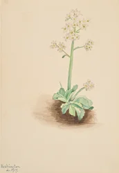 Frühe Steinbrech Saxifraga virginiensis, 1917