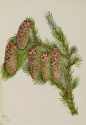 Engelmann-Fichte (Picea engelmanni)