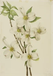 Blühender Hartriegel (Cornus florida)