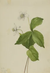 Wald-Anemone (Anemone deltoidea)