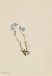 Vergissmeinnicht (Myosotis alpestris)