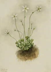 Fransenenzian (Parnassia fimbriata)
