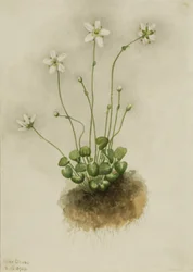 Gefranste Parnassia Parnassia fimbriata, 1905