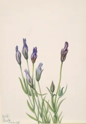 Enzian (Gentiana macounii), 1935