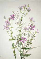 Gentianacease sabbalia angularis