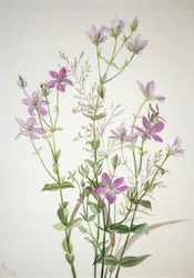 Gentianacease sabbalia angularis, 1880