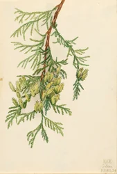Riesen-Lebensbaum Thuja plicata, 1923