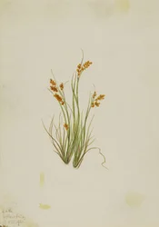 Gold-Segge (Carex aurea)