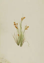 Goldsegge Carex aurea, 1921