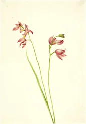 Gras-Pink Orchidee Limodorum tuberosum, n.d.