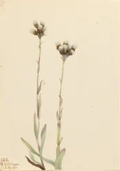 Graues Katzenpfötchen (Antennaria howellii)