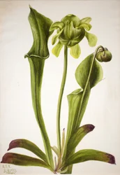 Grüne Kannenpflanze Sarracenia orephila, 1933