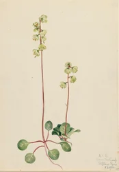 Grüne Pyrola Pyrola chlorantha, 1920