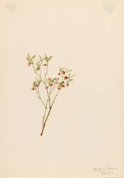 Grouse Whortleberry (Vaccinum scoparium)