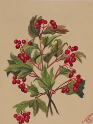 Grouseberry (Viburnum americanum)
