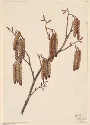 Haselerle (Alnus regosa)