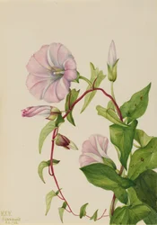 Zaunwinde Calystegia Convolvulus sepium, 1932