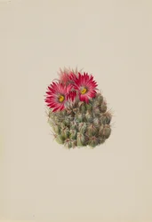 Igelkaktus Coryphantha arizonica, 1933